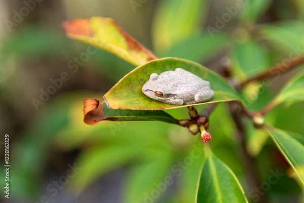 Obraz An invasive white Cuban Treefrog resting on a Florida Red Anise leaf, Florida, USA. 