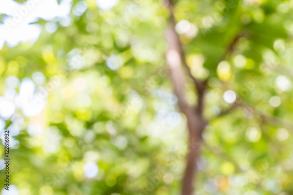 Obraz Abstract nature, green bokeh of the tree.