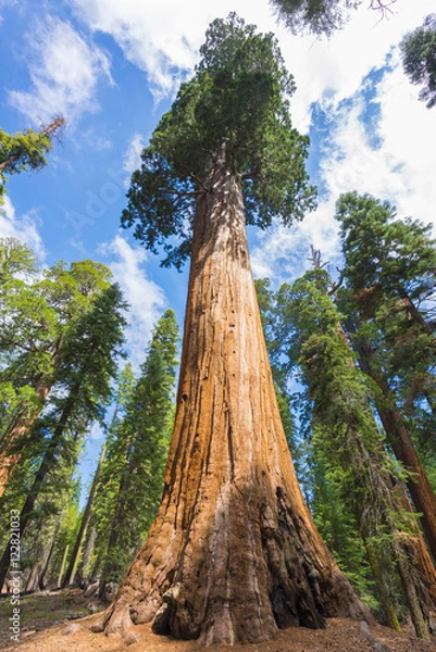 Fototapeta Gigantyczne drzewa Sequoia