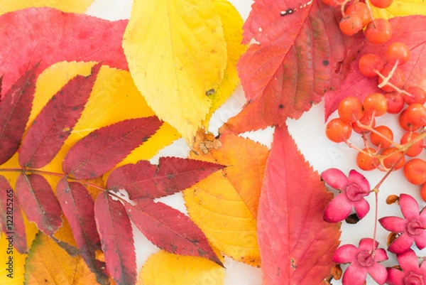 Obraz 色とりどりの落ち葉、秋のイメージ
