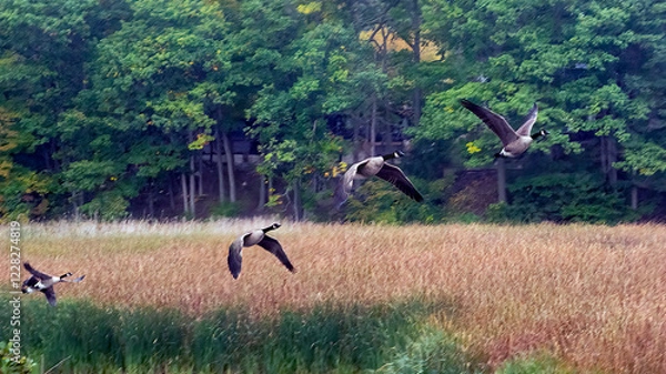 Fototapeta A flock of Canada Goose migrating to the South before winter
