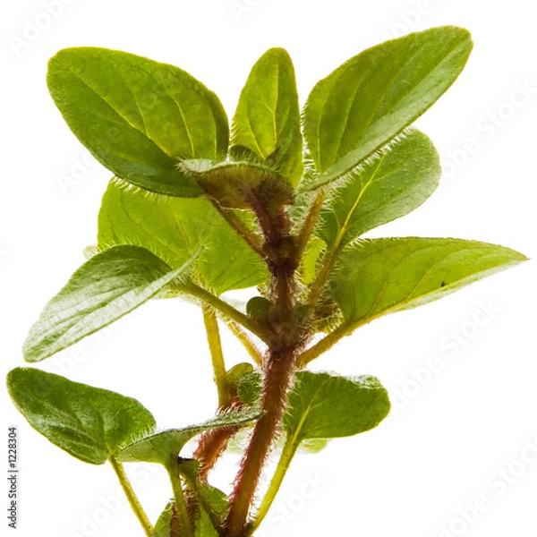 Obraz oregano