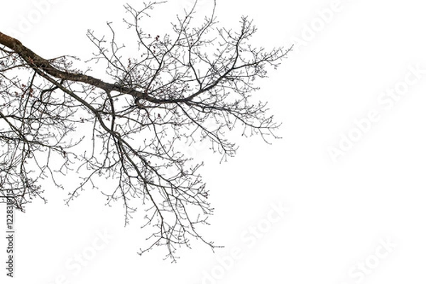 Obraz branches on a transparent background