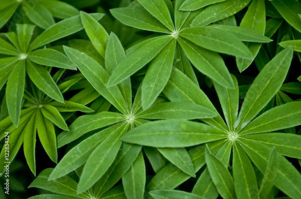 Fototapeta Green plant