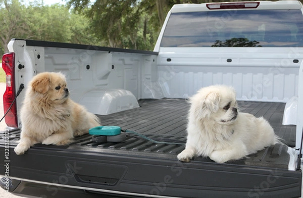 Obraz 2 Pekingese Dogs sitting in the bed of a new white pickup truck