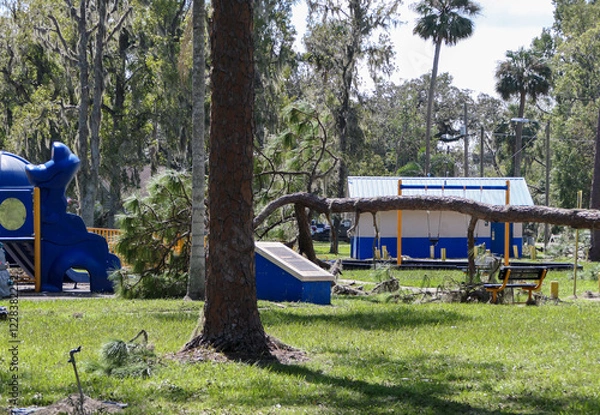 Obraz Fallen tree in city park after hurricane