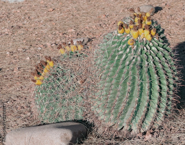 Obraz cactus in the ground