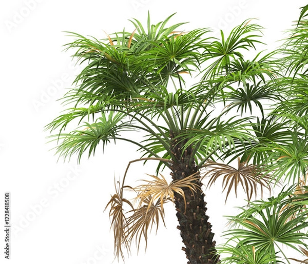 Fototapeta palm Tree leaves isolated white background. also known as the European fan palm, chamaerops humilis, Phoenix roebelenii, dwarf date palm, pygmy date palm, windmill palm, robellini palm, Chusan palm.