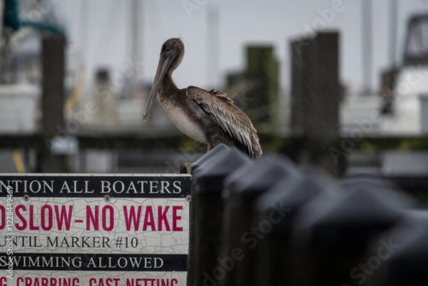 Obraz wildlife in storm