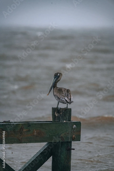 Obraz wildlife in storm