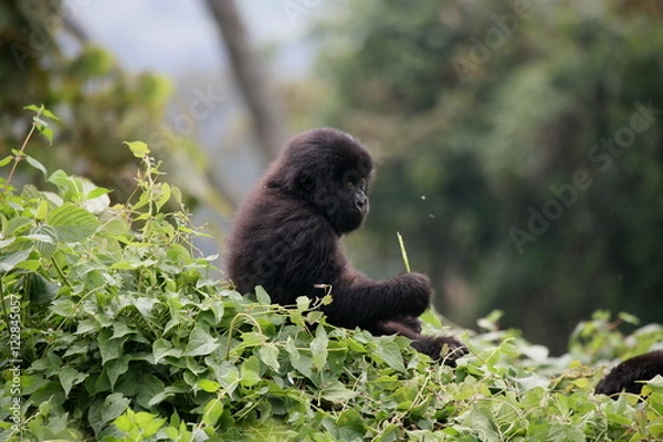 Fototapeta Wild Gorilla animal Rwanda Africa tropical Forest