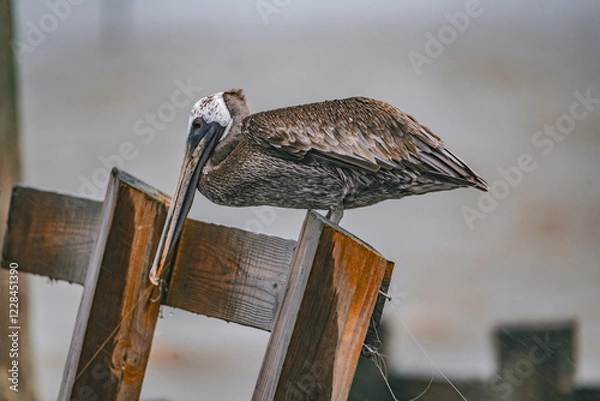 Obraz wildlife in storm