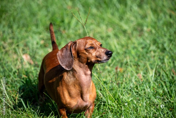 Obraz dachshund