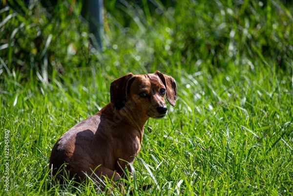 Obraz dachshund