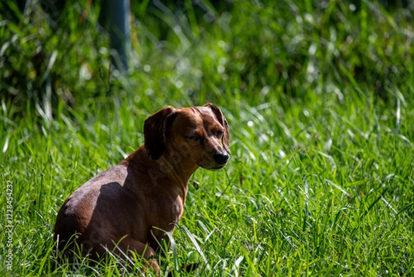 Obraz dachshund