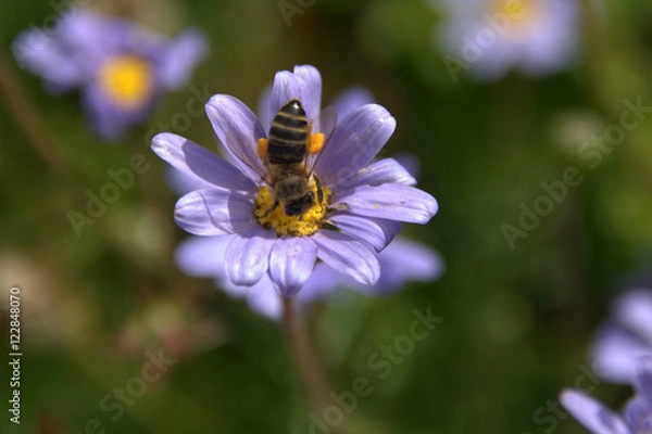 Obraz Blumen und bienen