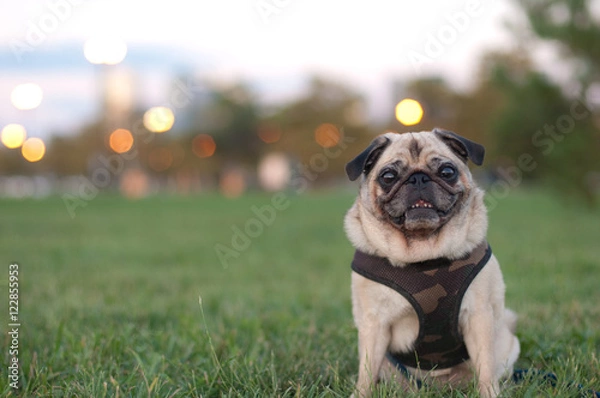 Obraz Pug in Grass Portrait