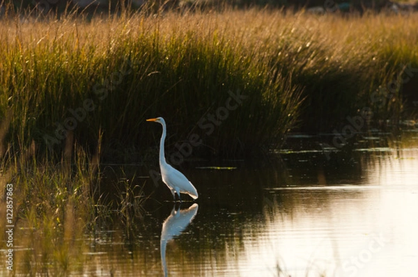 Obraz Great Egret Queens