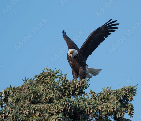 Fototapeta Bald eagle in a tree