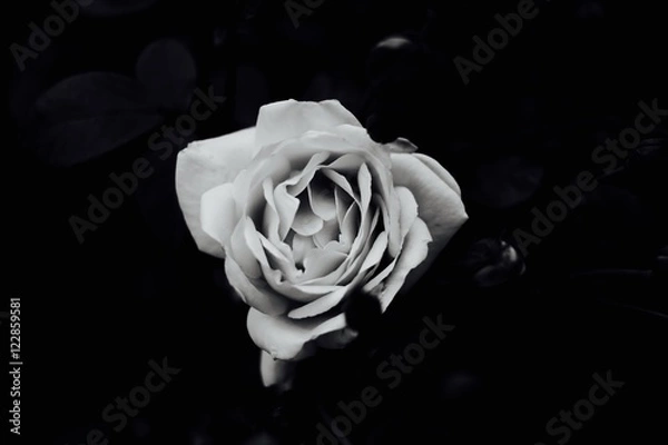 Obraz rose fond noir