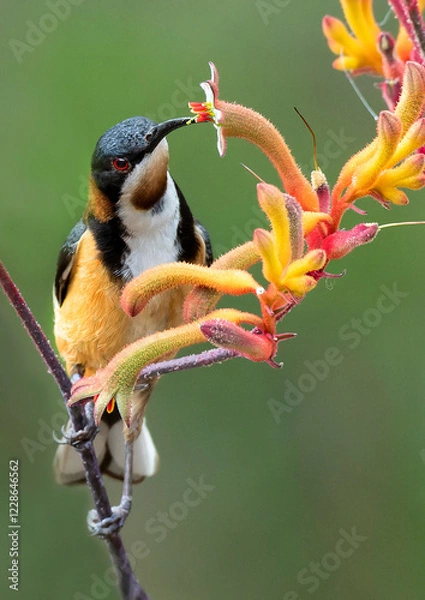 Obraz Eastern Spinebill