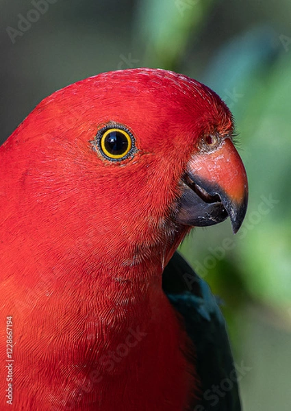 Obraz King Parrot
