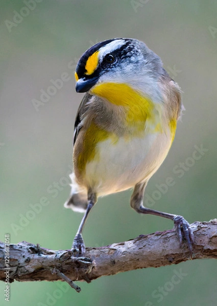 Obraz Striated Pardalote