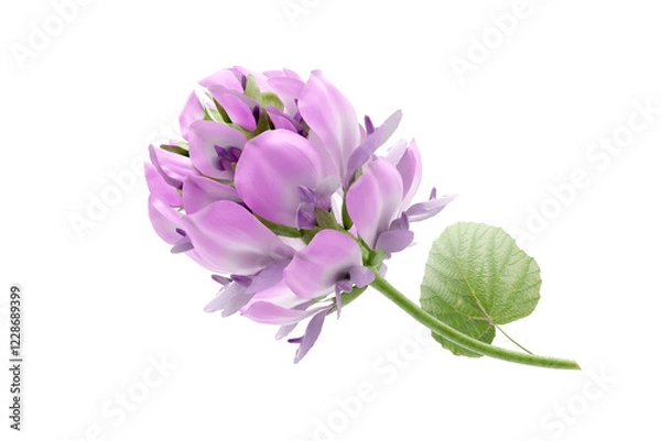 Obraz Bakuchiol flower on white background, natural skincare ingredient.