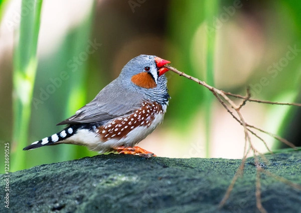 Obraz Zebra Finch