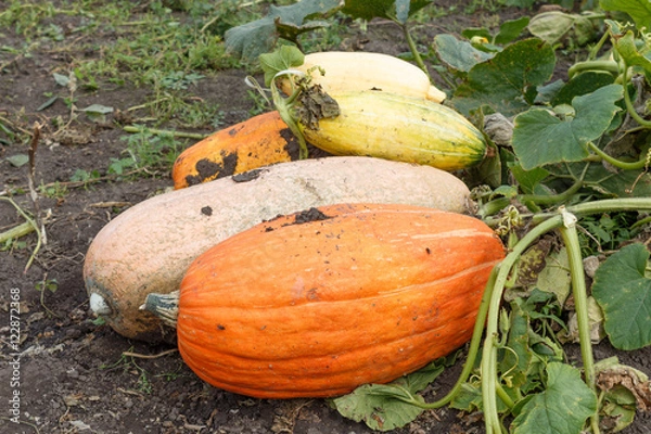 Obraz orange pumpkin