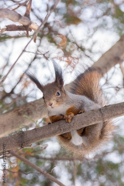 Fototapeta squirrel on a tree