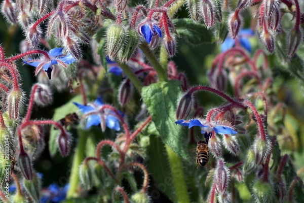 Obraz Bee extracting néctar.