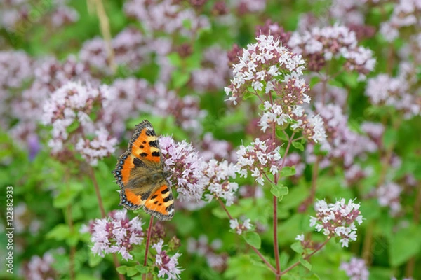 Obraz butterfly on oregano flowers on a green glade