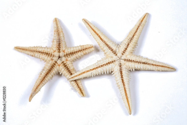 Fototapeta étoile de mer - starfish
