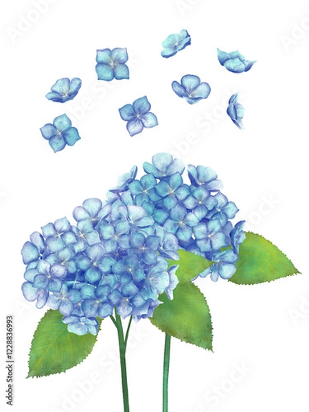 Obraz 紫陽花のイラスト