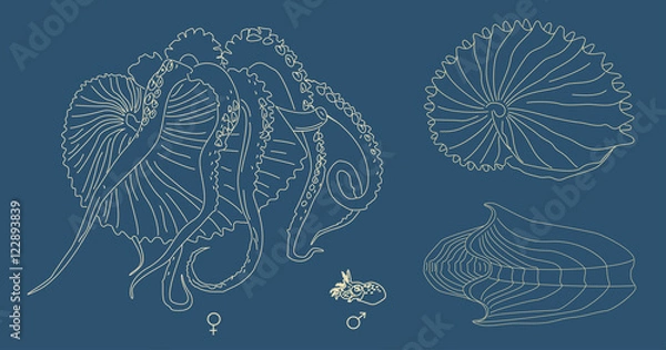 Obraz Vector line illustration of Argonaut. Kind of mollusk with tentacles: big female and small male. Ancient octopus with shell.