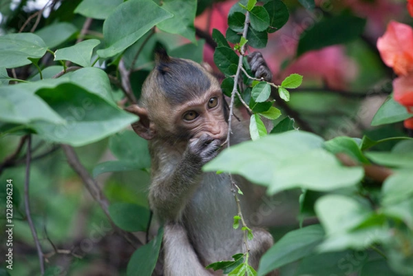Fototapeta 可愛いサル
