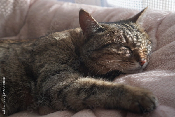 Obraz 眠るキジトラ