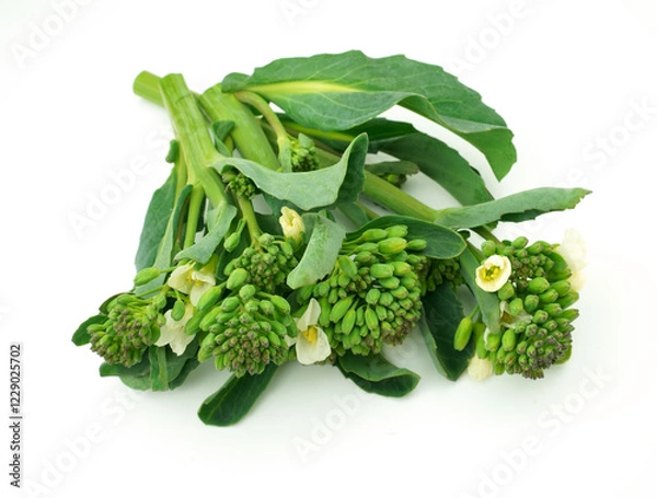 Obraz アンチョビ菜