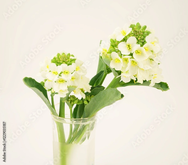 Obraz アンチョビ菜