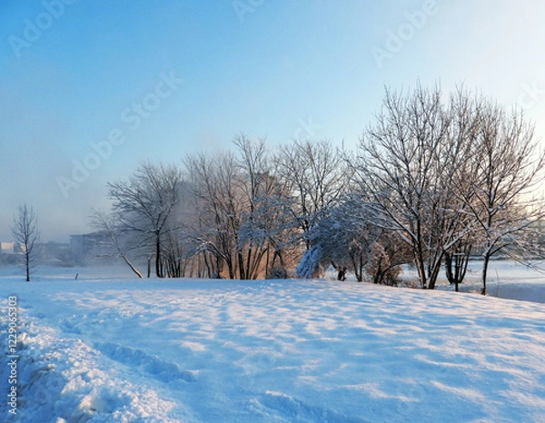 Fototapeta trees in the snow