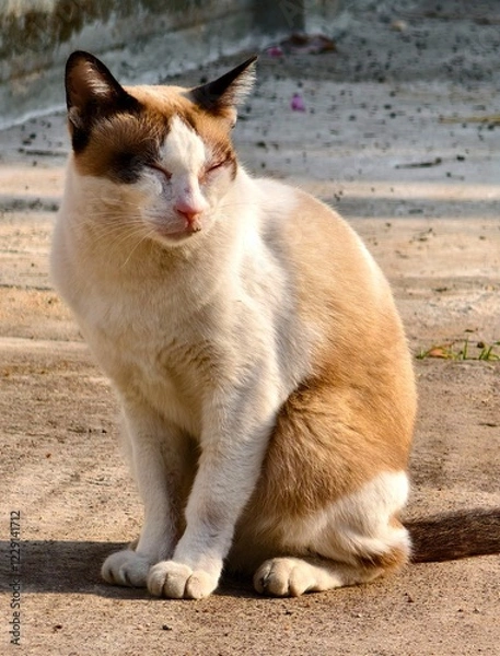 Obraz Homeless yellow and white cat enjoying the last sunbeams . on road at the park