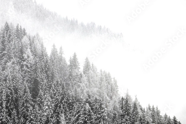 Fototapeta The enchanted forest wrapped by clouds, Alps landscape