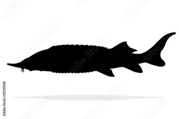 Obraz silhouette sterlet fish isolate