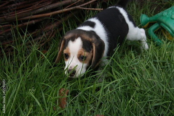 Obraz Beagle-Welpe