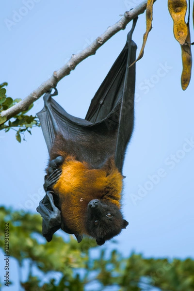 Fototapeta Fruit Bat (Flying Fox)