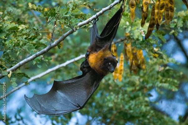 Fototapeta Fruit Bat (Flying Fox)