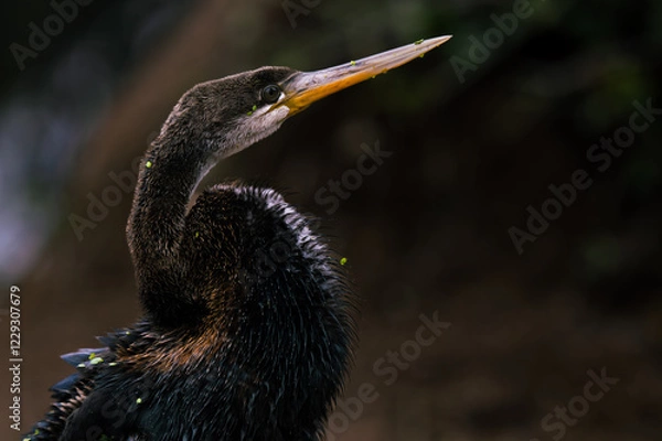 Fototapeta Snakebird