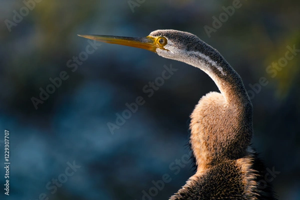 Fototapeta Snakebird