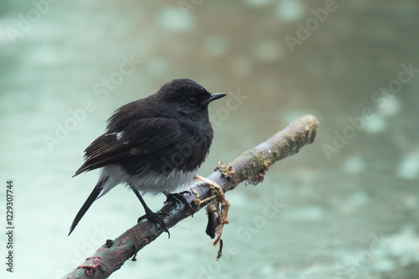 Fototapeta Black Phoebe
